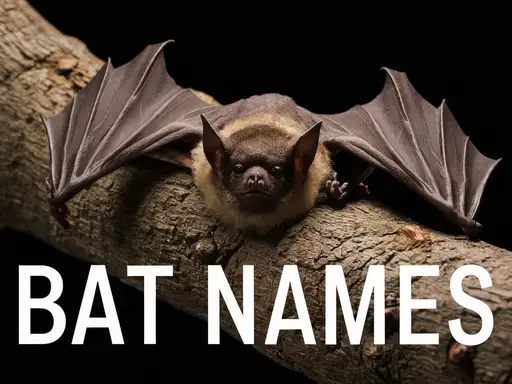 Bat Names