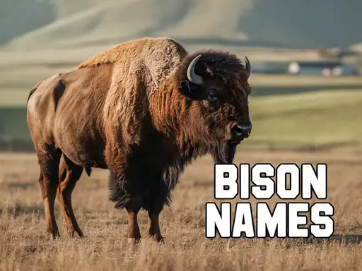 Bison Names