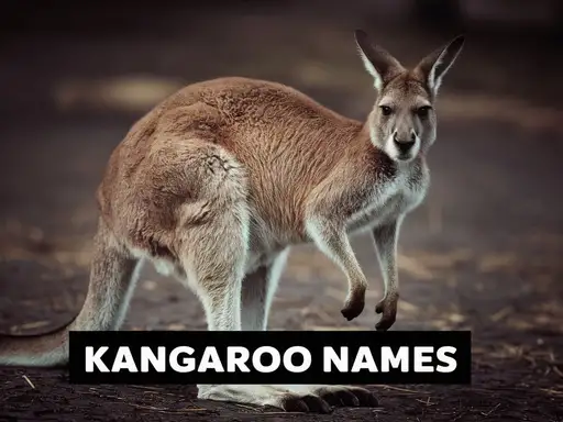 Kangaroo Names