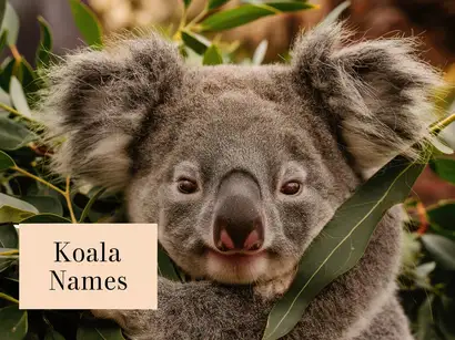 Koala Names