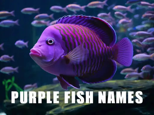 Purple Fish Names