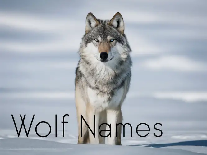 Wolf Names