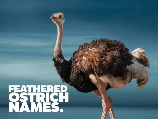 79+ Feathered Ostrich Names to Kick Up Some Dust