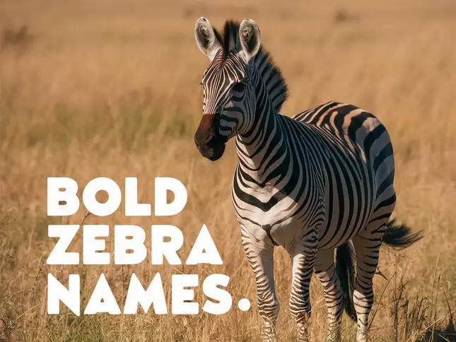 Bold Zebra Names